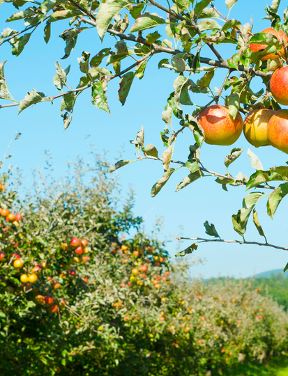Top des adresses à visiter dans le Pays d’Auge, au cœur du Calvados