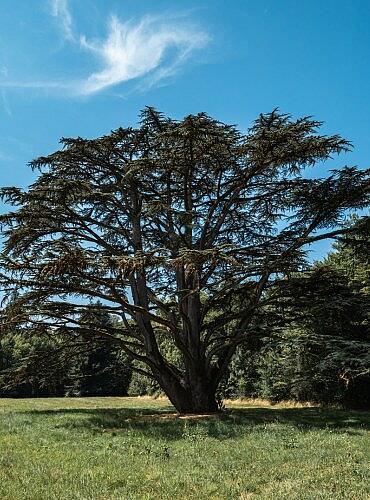 Cèdre centenaire, Parc de Fierbois Cèdre centenaire, Parc de Fierbois